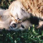 Is It Better to Buy or Adopt a Dog?