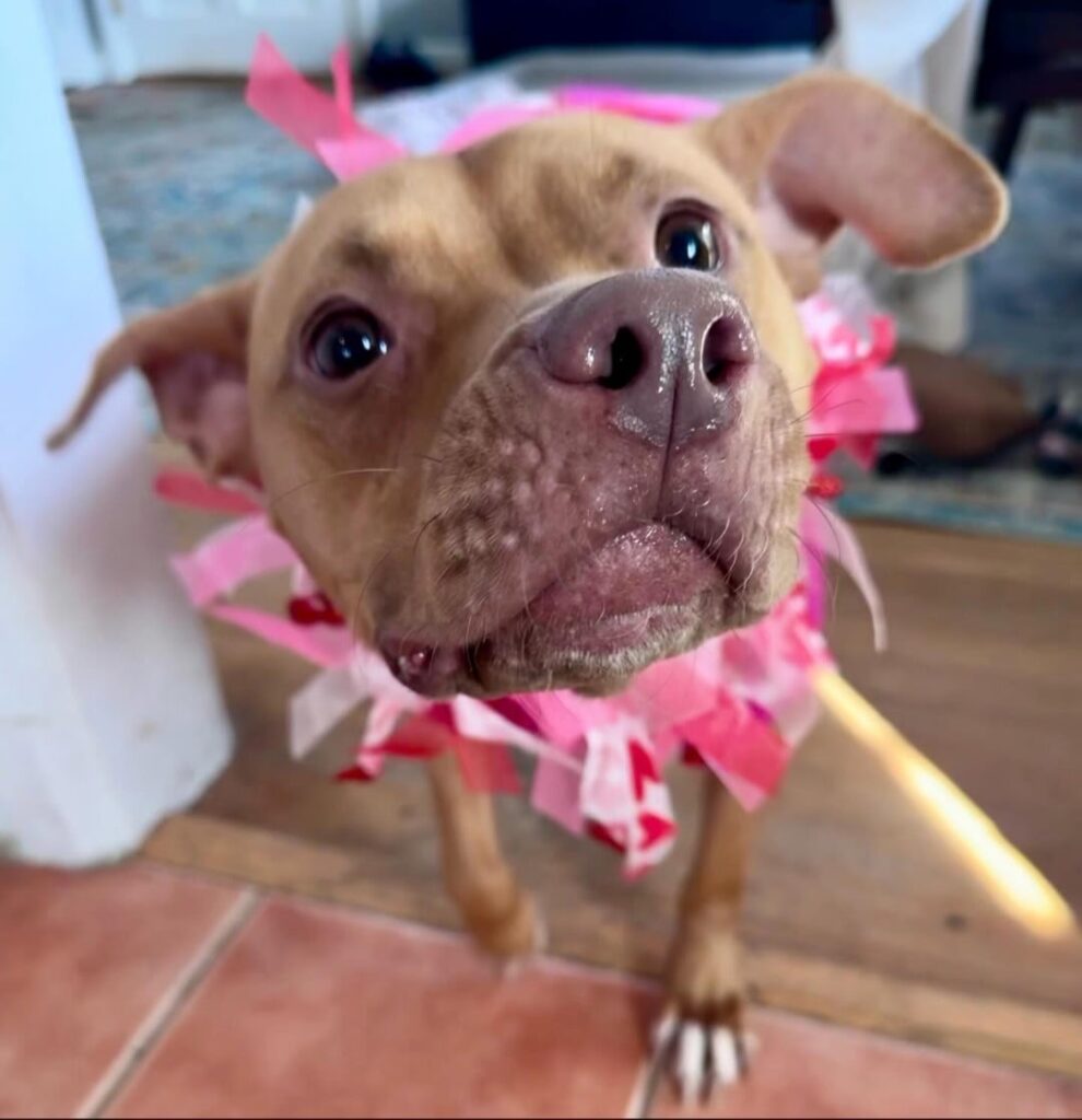 Her Heart Needs One More Chance—Help Truffles Live