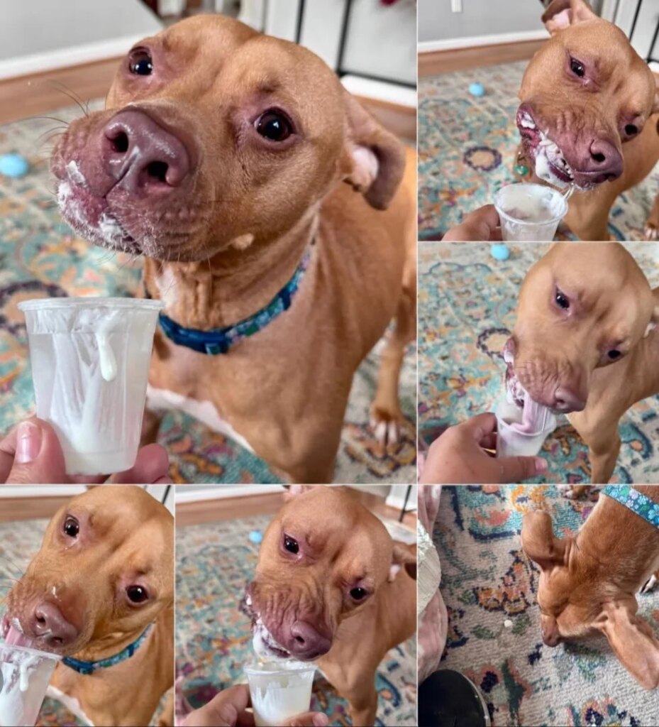 Her Heart Needs One More Chance—Help Truffles Live