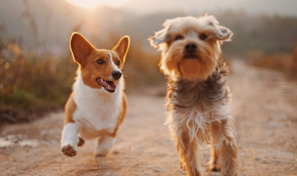 How to Donate to Help Animals in Ukraine?