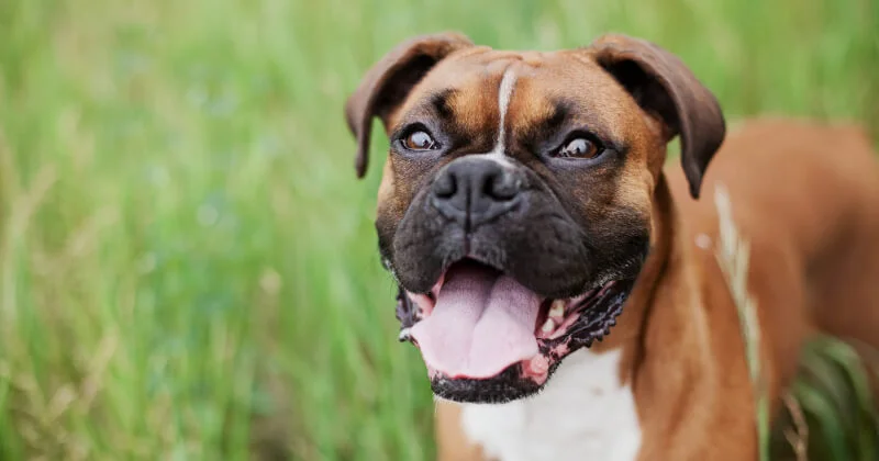 Is It Better to Buy or Adopt a Dog?